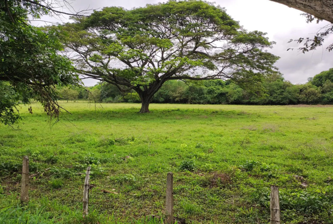 Sungai Ara Residential Land
